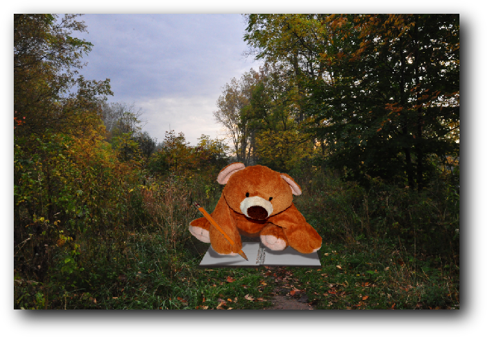 Visiting Teddies from Japan Ukraine. / Перебування японських ведмедиків - мандрівників в Україні.